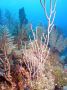AmbergrisCaye05 - 078